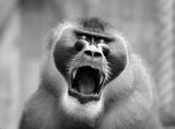 THE YAWN I Poster och Canvastavla