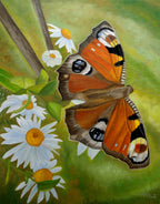 Peacock Butterfly Poster och Canvastavla