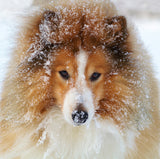 Sheltie dog Poster och Canvastavla