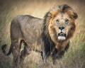 Masai King Poster och Canvastavla