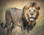 Masai King Poster och Canvastavla