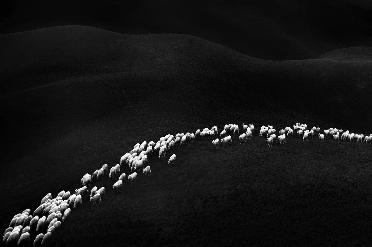 one hundred and forty-nine white sheep Poster och Canvastavla
