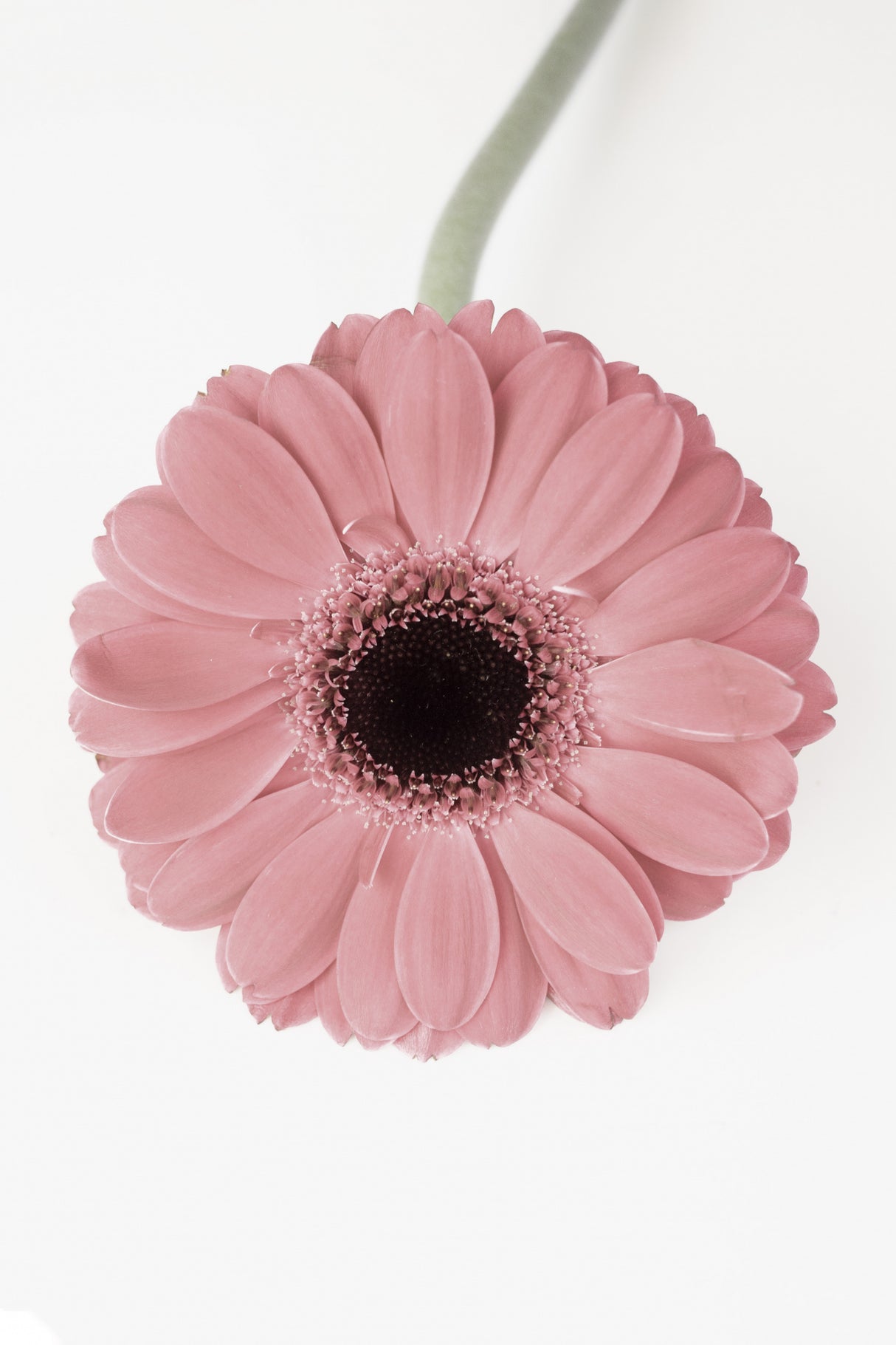 Pink Gerbera II Poster och Canvastavla