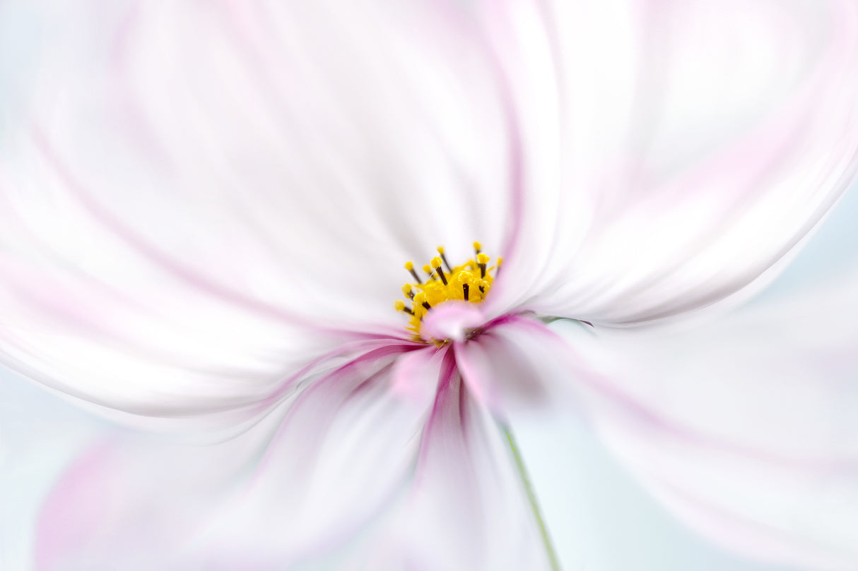 Cosmos Poster och Canvastavla