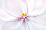 Cosmos Poster och Canvastavla