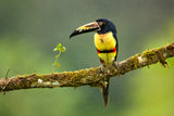 Collared Aracari Poster och Canvastavla