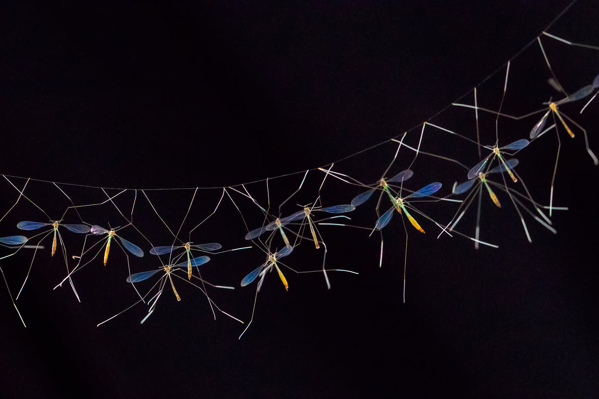 Hanging Cranefly Poster och Canvastavla