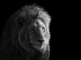 Portrait of Simba Poster och Canvastavla