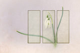 Triptych Poster och Canvastavla