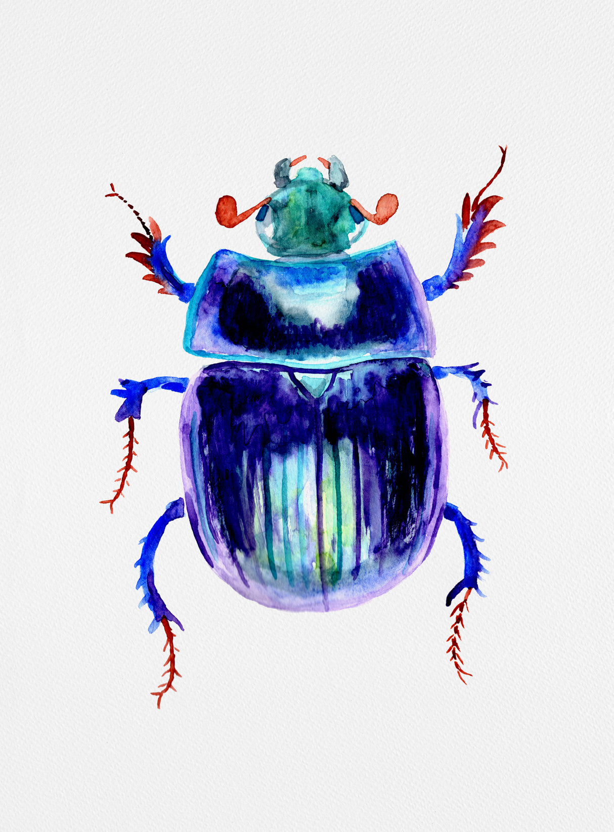 Earth-boring dung beetle or Anoplotrupes stercorosus Poster och Canvastavla