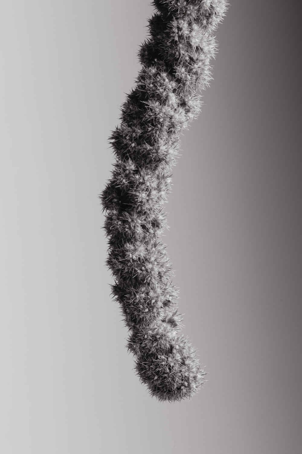 Seed Capsule Black and White Poster och Canvastavla