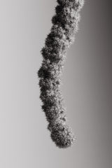 Seed Capsule Black and White Poster och Canvastavla