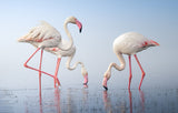 Greater Flamingos Poster och Canvastavla