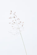 Single dried grass straw Poster och Canvastavla