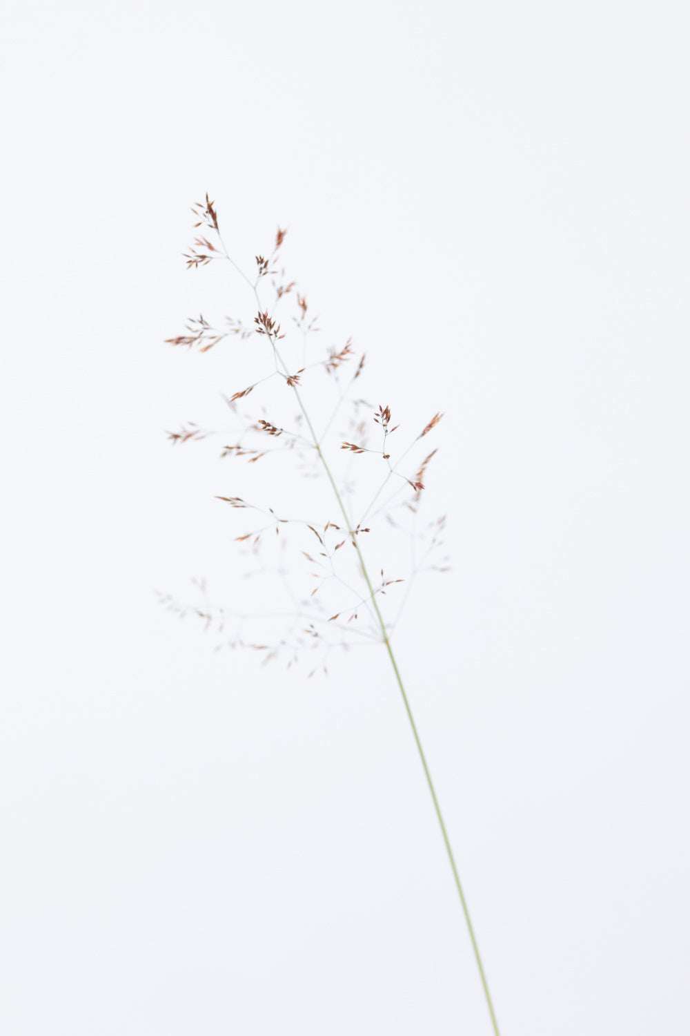 Single dried grass straw Poster och Canvastavla