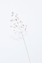 Single dried grass straw Poster och Canvastavla