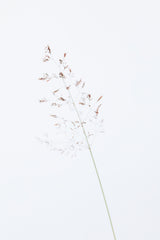 Single dried grass straw Poster och Canvastavla