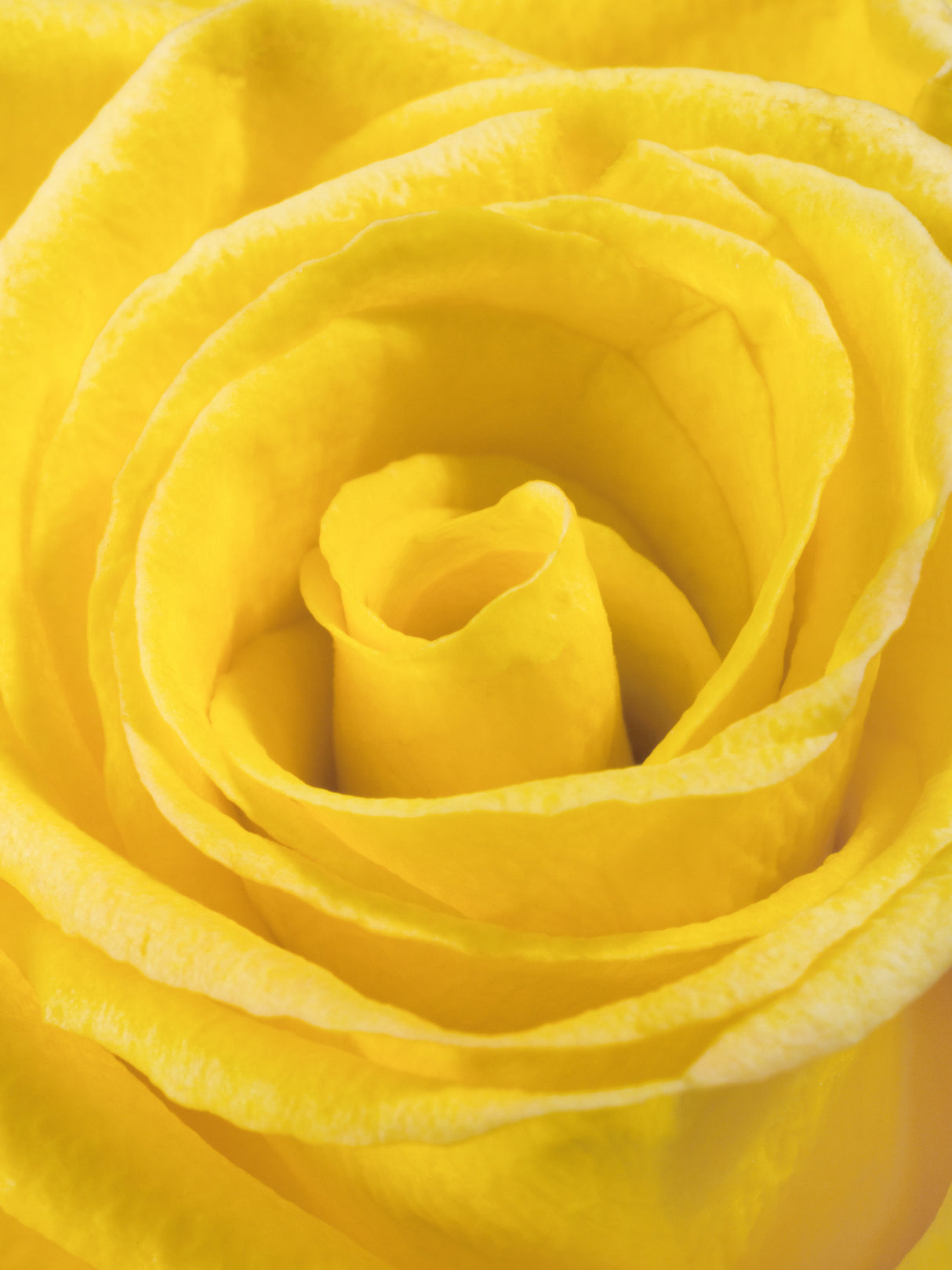 yellow rose Poster och Canvastavla