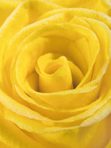 yellow rose Poster och Canvastavla