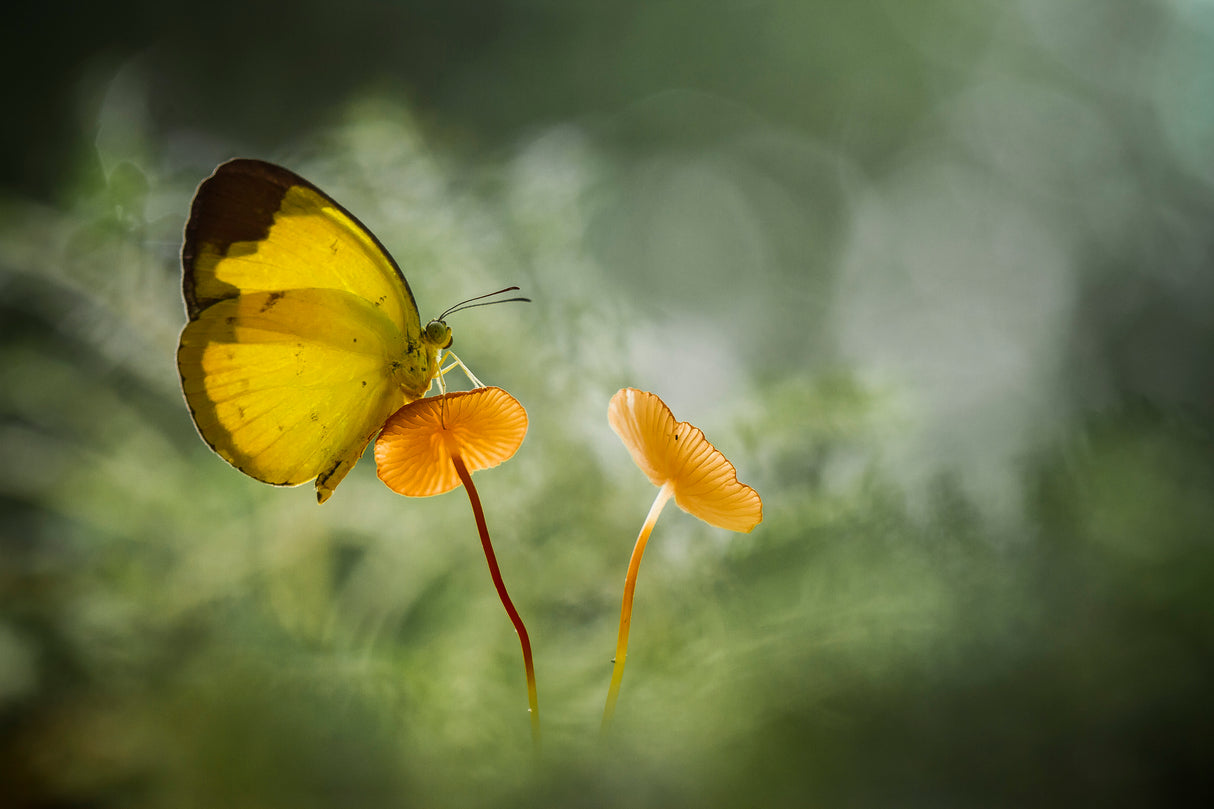 Yellow Butterfly on Mushroom Poster och Canvastavla