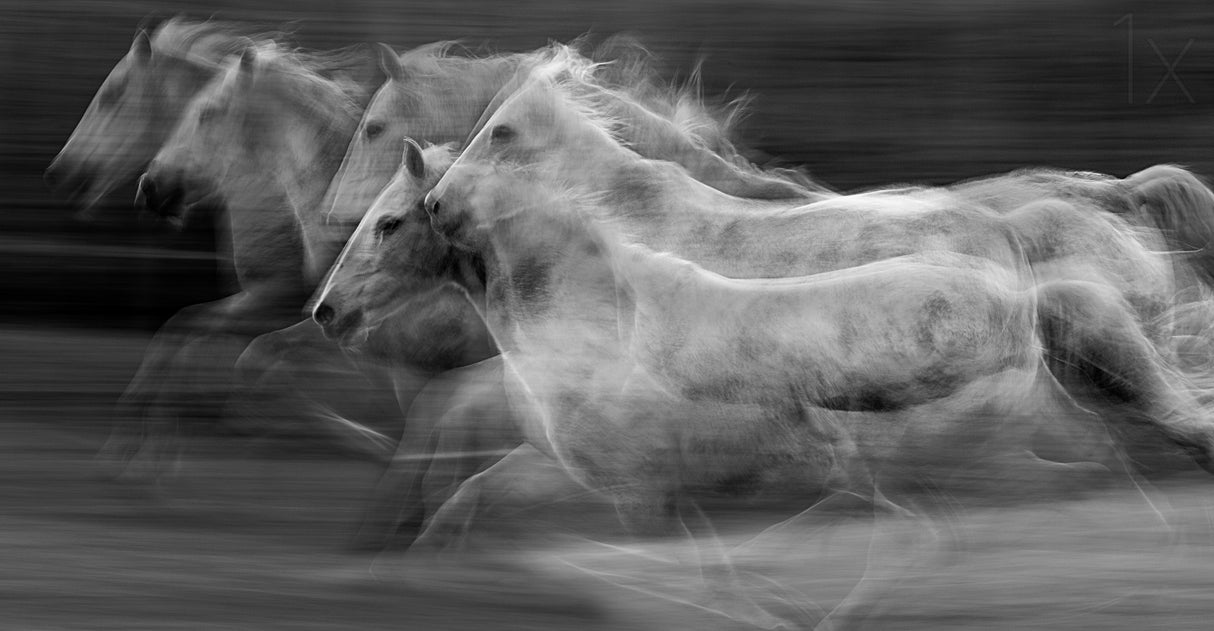 Gallop in the repetition Poster och Canvastavla