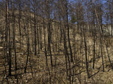 burnt trees in the forest Poster och Canvastavla