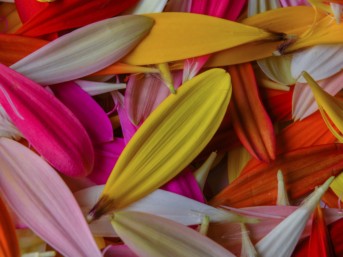 colorful flower petals Poster och Canvastavla