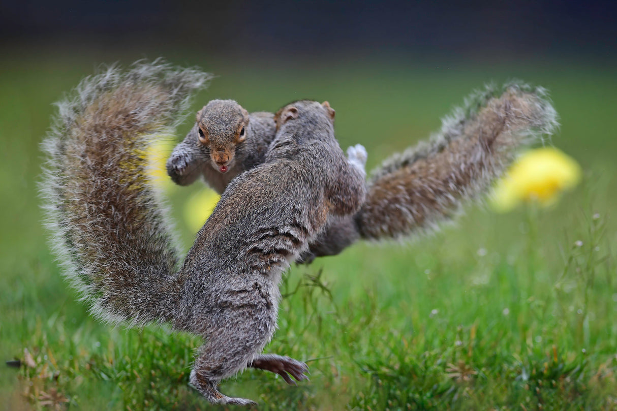 Squirrel boxing Poster och Canvastavla