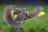Squirrel boxing Poster och Canvastavla