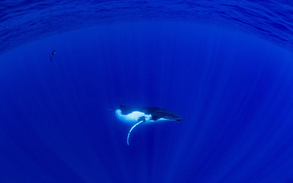 Baby Humpback Whale &amp; Free Diver Poster och Canvastavla