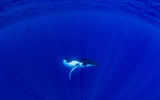 Baby Humpback Whale &amp; Free Diver Poster och Canvastavla
