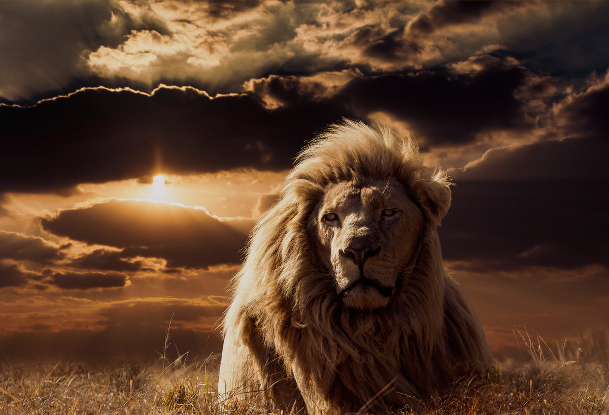 The Majesty of Savannah Poster och Canvastavla