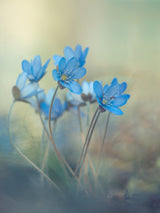 Memories of a spring Poster och Canvastavla