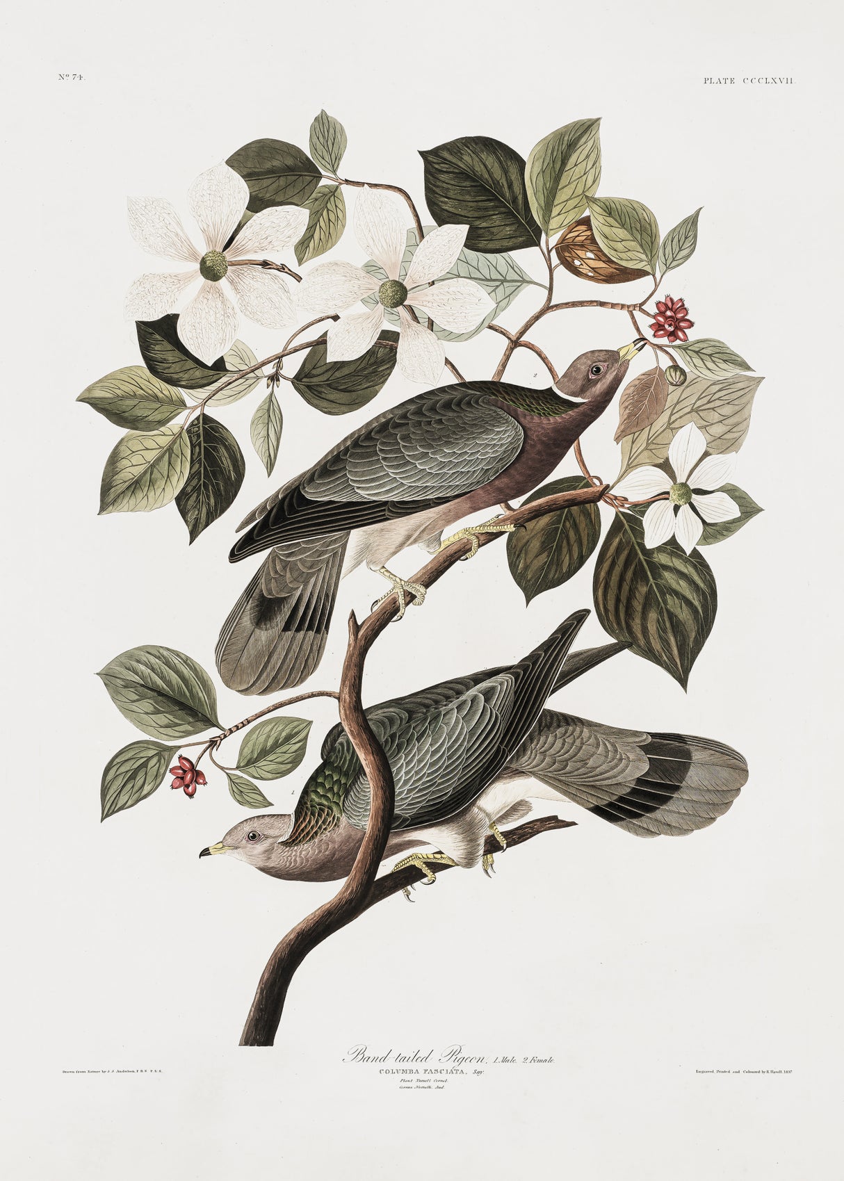 Brand Tailed Pigeon From Birds Of America (1827) Poster och Canvastavla
