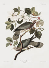 Brand Tailed Pigeon From Birds Of America (1827) Poster och Canvastavla
