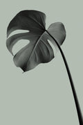 Monstera Teal 02 Poster och Canvastavla