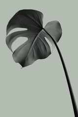 Monstera Teal 02 Poster och Canvastavla