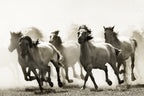 Horse Poster och Canvastavla