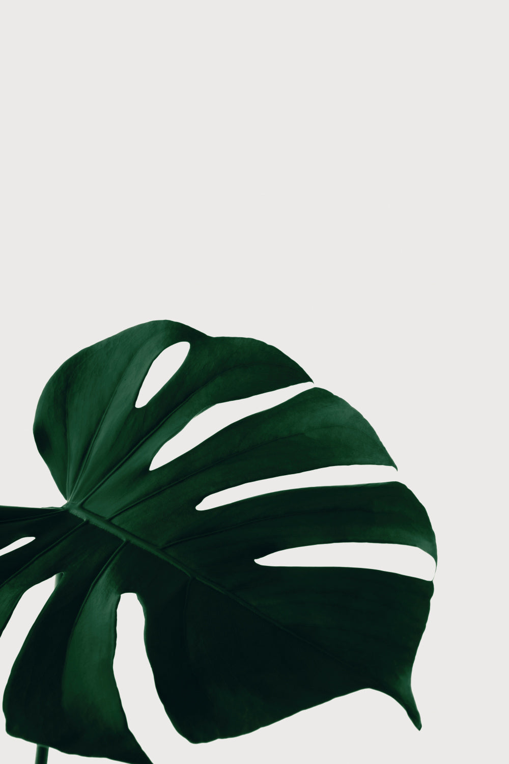Monstera Natural 08 Poster och Canvastavla