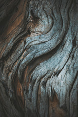 Eucalyptus Texture Poster och Canvastavla