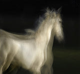 Lipizzan Poster och Canvastavla