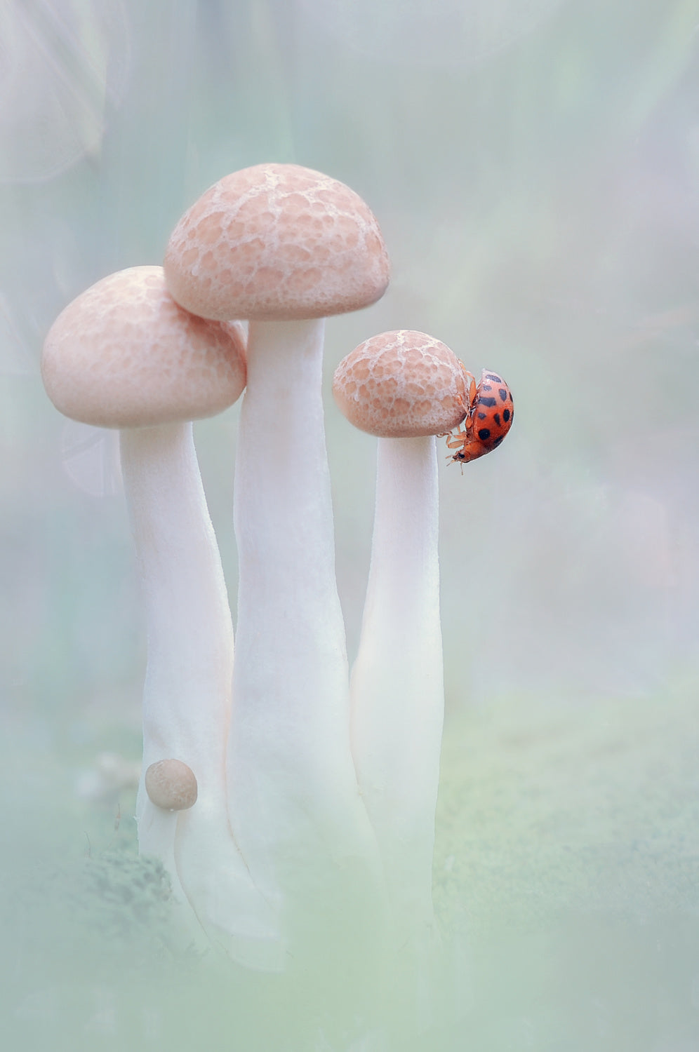 mushrooms and ladybug Poster och Canvastavla
