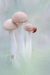 mushrooms and ladybug Poster och Canvastavla