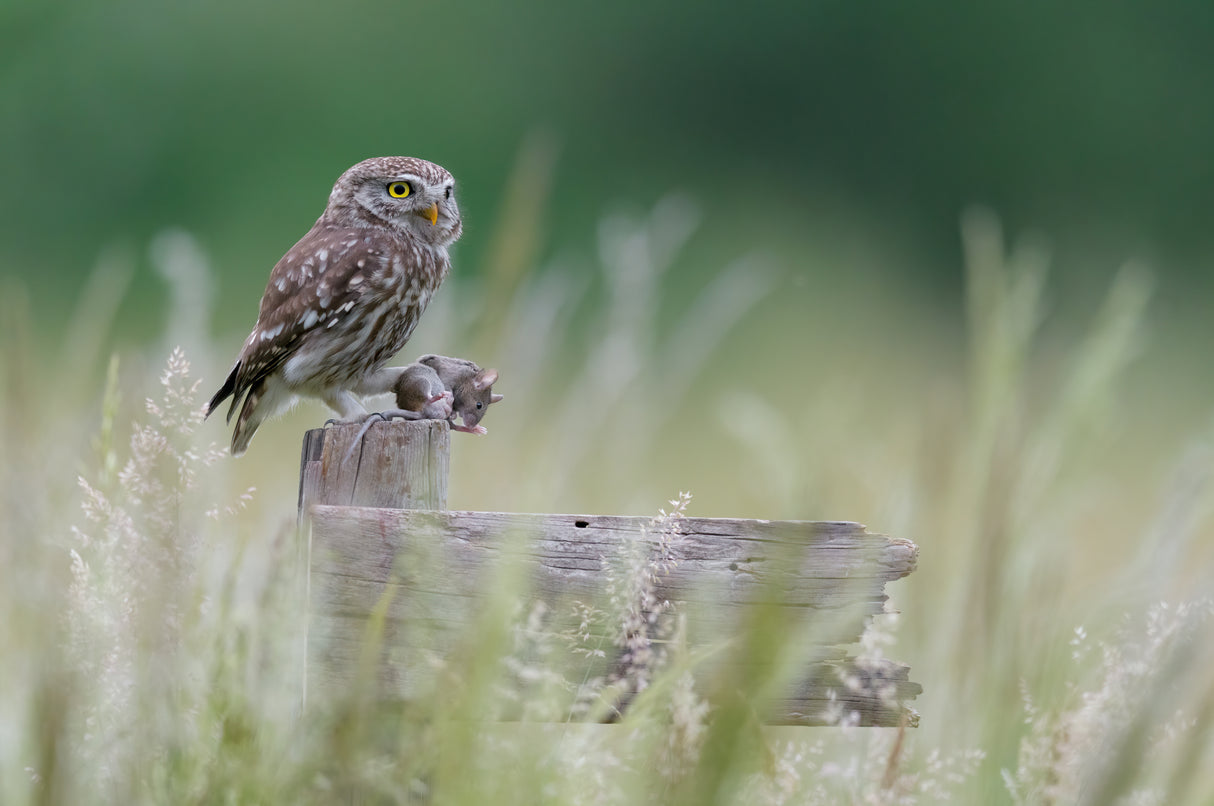 Little owl with meal Poster och Canvastavla