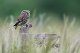 Little owl with meal Poster och Canvastavla