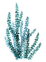 Watercolor eucalyptus branch in teal Poster och Canvastavla