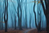 Misty forest Poster och Canvastavla