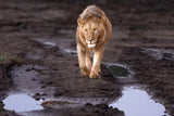 Lions and water Poster och Canvastavla