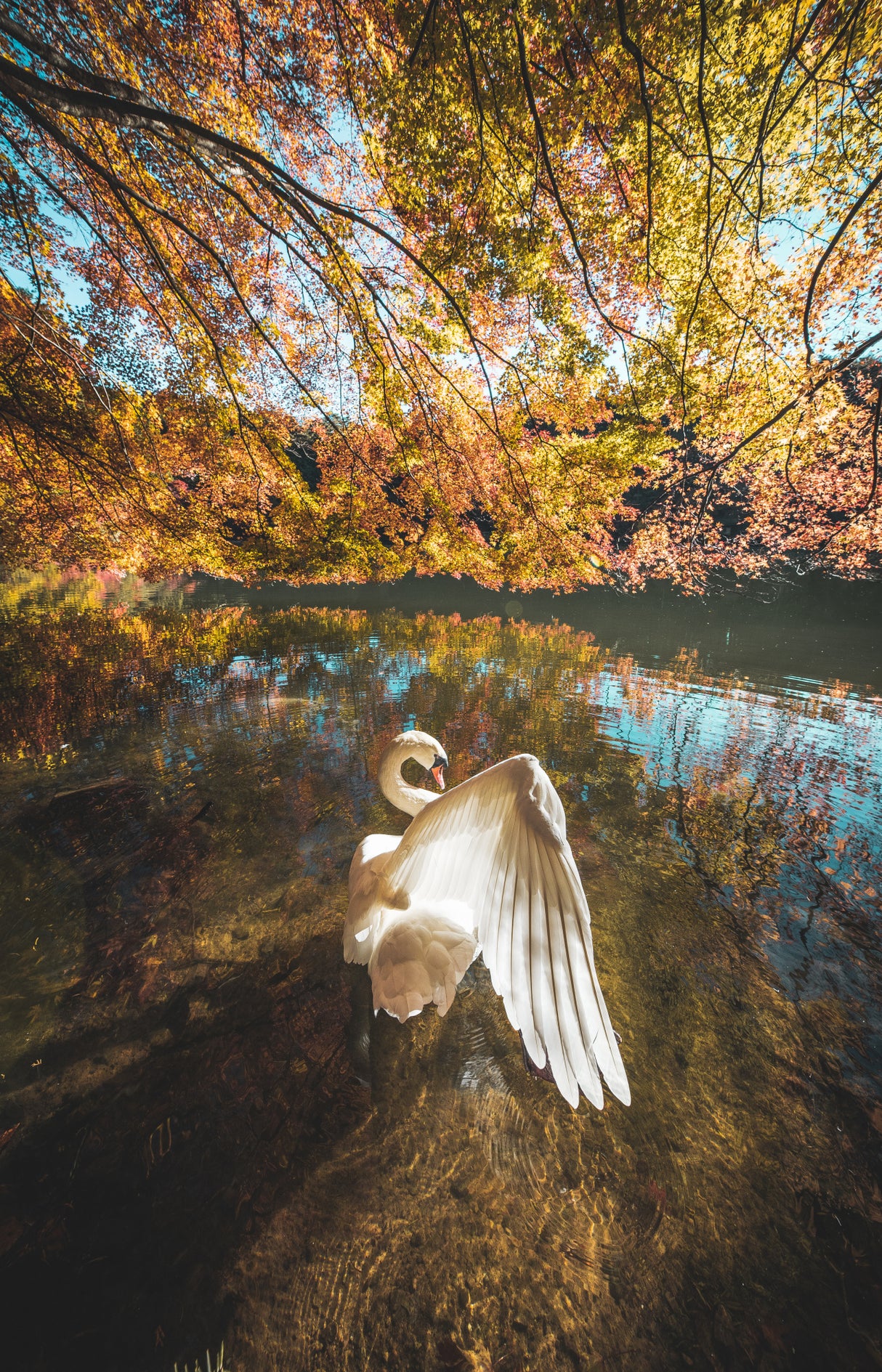 The lake of swan Poster och Canvastavla