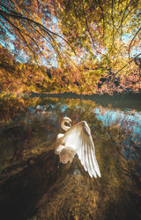 The lake of swan Poster och Canvastavla